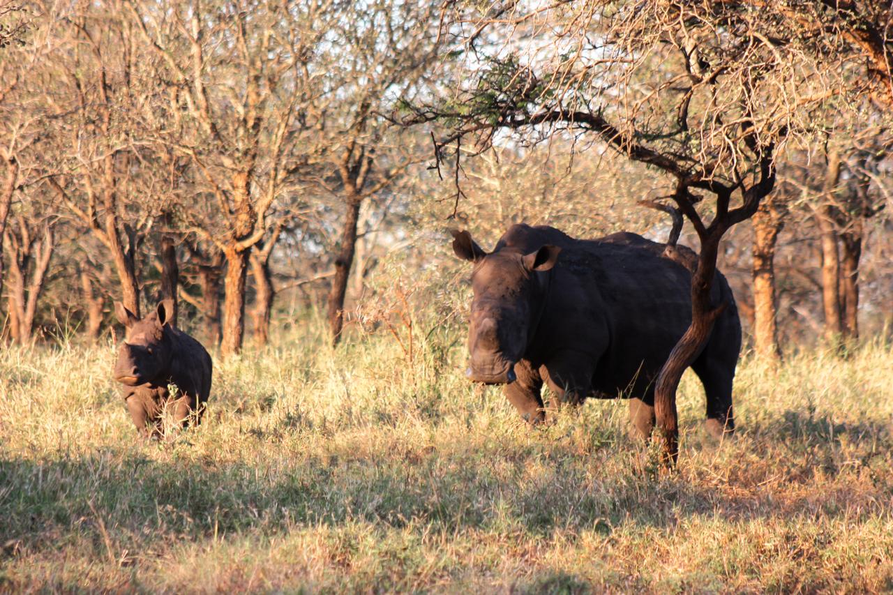 A white rhino cow and calf in the KwaZulu-Natal bushveld.