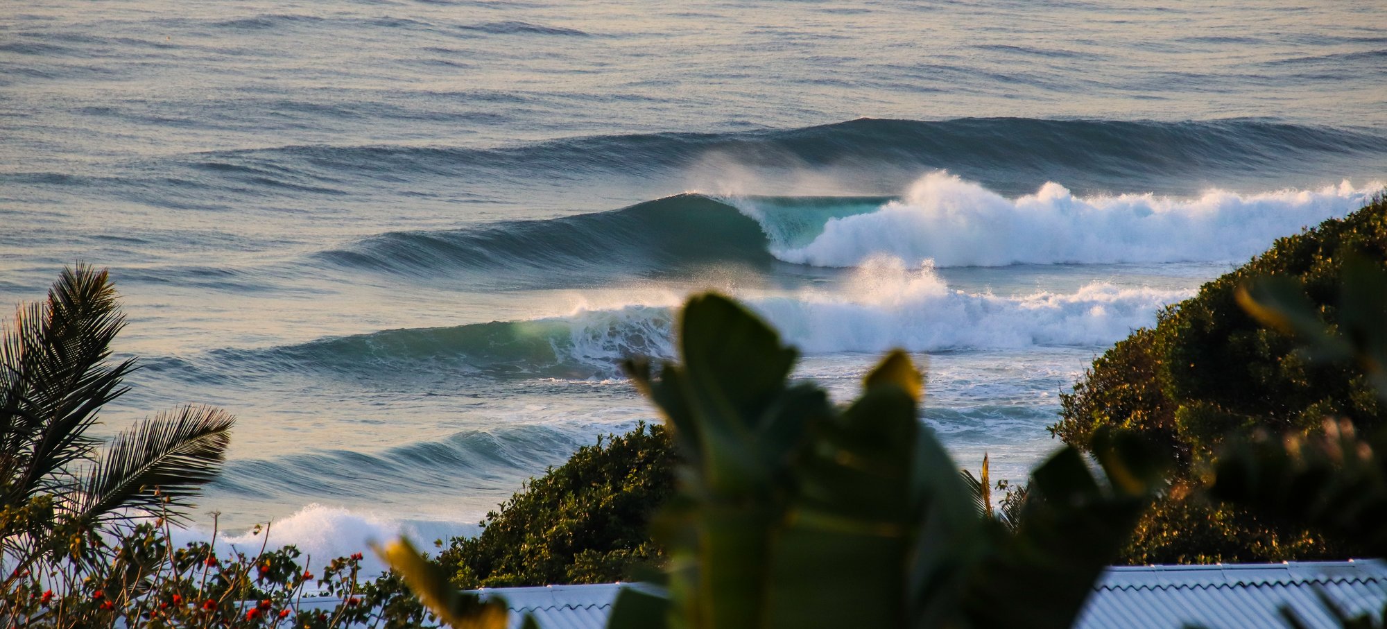 Lines of swell peeling past a headland at first light, seen from a clifftop.
